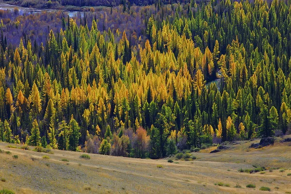 Astratto Sfondo Texture Autunno Foresta Giallo Alberi Modello Paesaggio Vista — Foto Stock