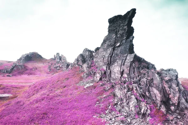 Natura Rosa Paesaggio Primavera Sfondo Fiori Parco All Aperto — Foto Stock