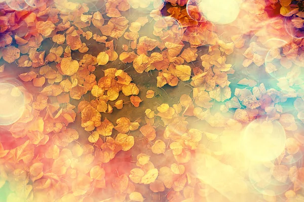 Fallen Leaves Seasonal Abstract Background — Stock Photo, Image