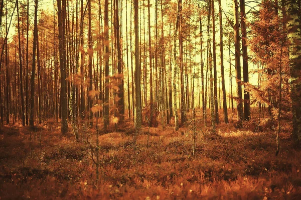 Podzimní Lesní Krajina Abstraktní Pozadí Říjnový Pohled Žluté Stromy Podzimní — Stock fotografie