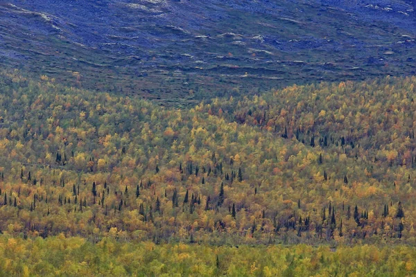 Skog Bergen Landskap Vacker Grön Natur Sommar Bakgrund Skog — Stockfoto