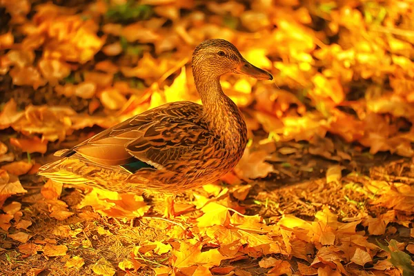 Pato Otoño Parque Mallard Pato Salvaje Otoño Vista Migratoria Aves —  Fotos de Stock