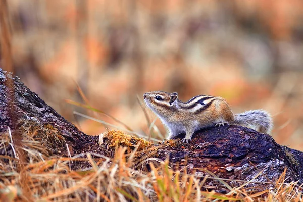 Chipmunk Animal Selvagem Pequeno Esquilo Bonito — Fotografia de Stock