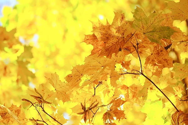 Astratto Autunno Autunno Sfondo Foglie Giallo Natura Ottobre Carta Parati — Foto Stock