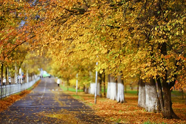 Alley Autumn Park Landscape Fall Yellow Road Seasonal Landscape October — Stock Photo, Image