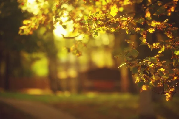 秋の公園の日当たりの良い風景背景オレンジ色の公園 — ストック写真