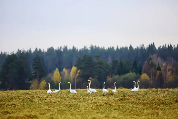 Herbstlandschaft Eine Schar Schwäne Wald Zugvögel Saisonale Migration Oktober — Stockfoto