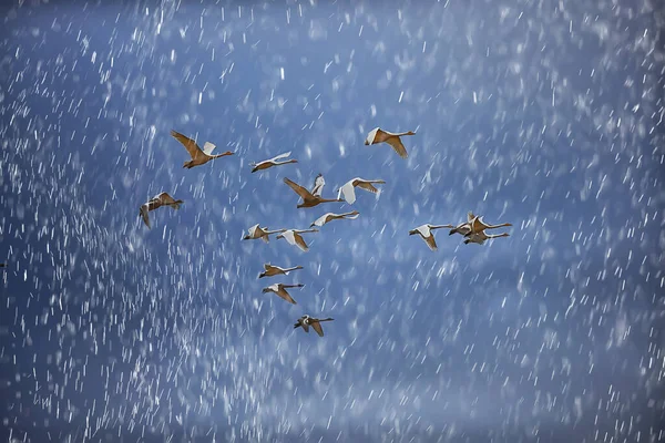 Зграя Лебедів Польоті Проти Неба Група Дикої Природи Міграції Птахів — стокове фото