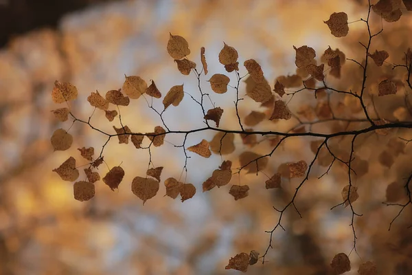 Astratto Autunno Autunno Sfondo Foglie Giallo Natura Ottobre Carta Parati — Foto Stock