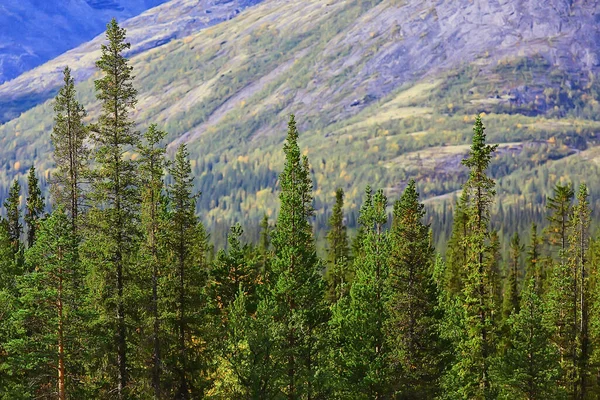Herfst Taiga Bos Landschap Natuur Uitzicht Vallen Bergen — Stockfoto