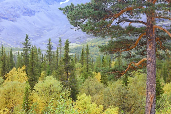 Осенний Тайга Лесной Пейзаж Вид Природу Падают Горах — стоковое фото