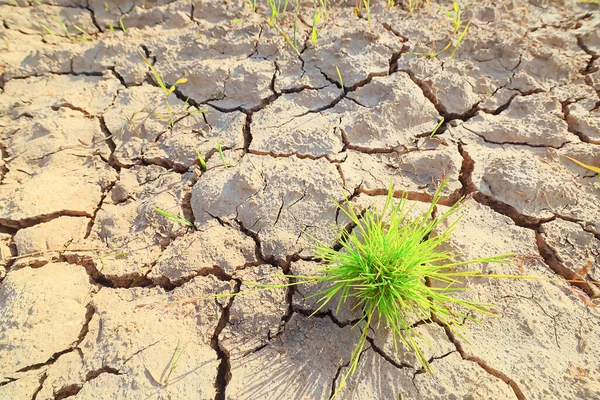 田间农业中的干旱问题热裂土 — 图库照片