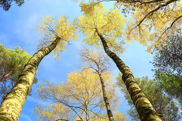 Otoño Taiga Bosque Paisaje Naturaleza Vista Caer Las Montañas —  Fotos de Stock