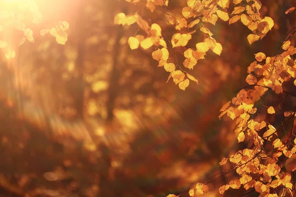 秋天的背景树叶黄质10月份墙纸季节 — 图库照片