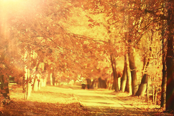 Sunny landscape in fall park, autumn season background orange park