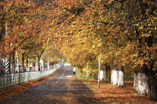 Aleja Jesiennym Parku Krajobraz Jesienna Żółta Droga Sezonowy Krajobraz Październiku — Zdjęcie stockowe