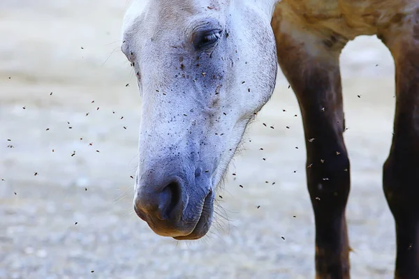 insects bite the horse, gadflies and flies attack the horse wildlife insect protection farm