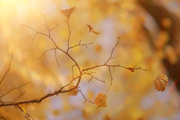 Abstracto Otoño Otoño Fondo Hojas Amarillo Naturaleza Octubre Fondo Pantalla —  Fotos de Stock