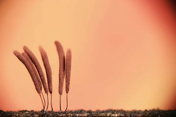 Plasmodium Mögel Svampar Mikroskop Närbild Lite Liv Ovanliga Svampar Mögel — Stockfoto