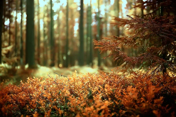 Abstraktní Pozadí Textury Podzimního Lesa Žluté Stromy Vzor Krajiny Pohled — Stock fotografie