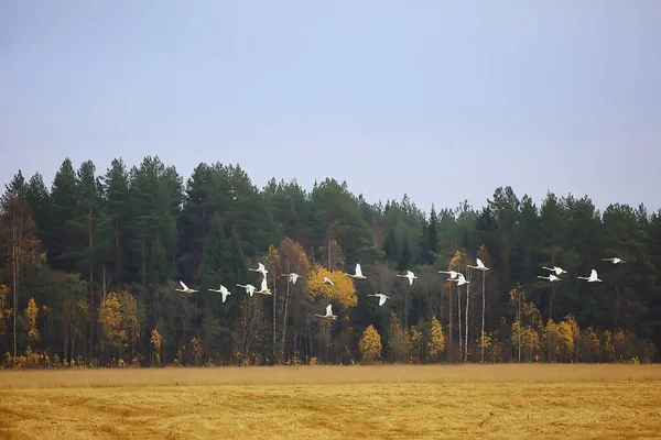 秋の風景 森の中の白鳥の群れ 渡り鳥 10月の季節移動 — ストック写真