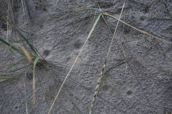 Empreintes Lion Fourmi Dans Sable Insecte Prédateur Larve Trou Dans — Photo