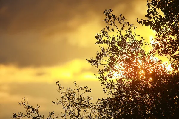 Abstract Herfst Herfst Achtergrond Bladeren Geel Natuur Oktober Behang Seizoensgebonden — Stockfoto