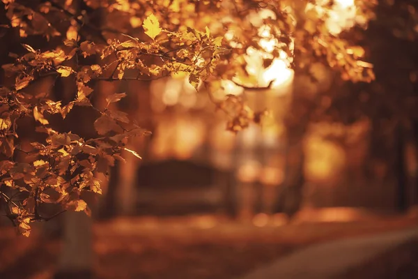 Zonnig Landschap Herfstpark Achtergrond Herfstseizoen Oranje Park — Stockfoto