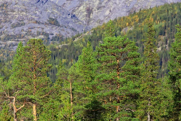 Sonbahar Taiga Orman Manzarası Doğa Manzarası Dağlara Düşüyor — Stok fotoğraf