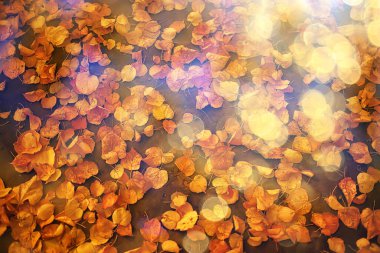 Düşen yapraklar mevsimsel soyut arkaplan