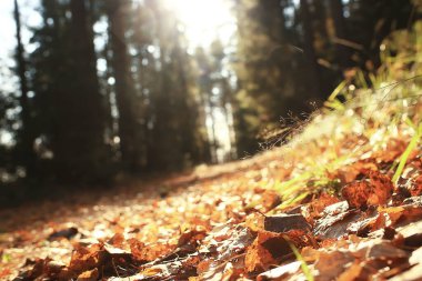 Soyut sonbahar sonbahar arka planı sarı doğayı, Ekim ayı duvar kağıtlarını mevsimlik bırakıyor