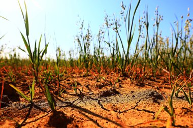 Tarladaki kuraklık. Tarım sorunu. Isı toprağı çatlattı.