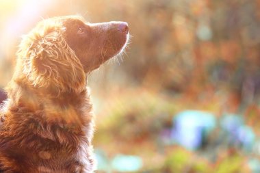 Sokakta başıboş bir köpek, yontma, kısırlaştırma hayvan barınağı, kırma köpek portresi.