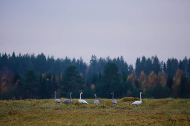 Sonbahar manzarası, ormandaki bir kuğu sürüsü, göçmen kuşlar, ekim ayında mevsimsel göç.