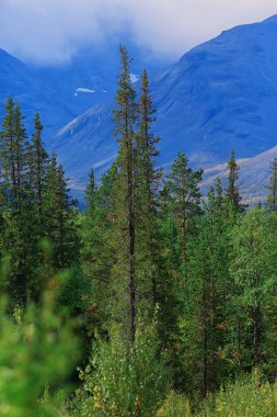 Dağlardaki orman güzel yeşil doğa yaz ormanı