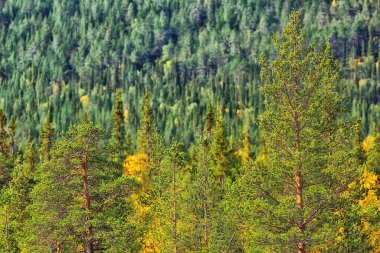 Sonbahar taiga orman manzarası, doğa manzarası dağlara düşüyor.