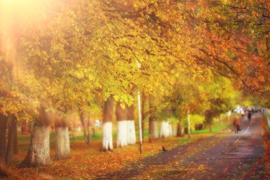 Sonbahar parkındaki güneşli manzara, sonbahar sezonu arka planındaki portakal parkı