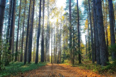 Orman arka planındaki yaz manzarası doğa yaz mevsimi manzarası ağaçları