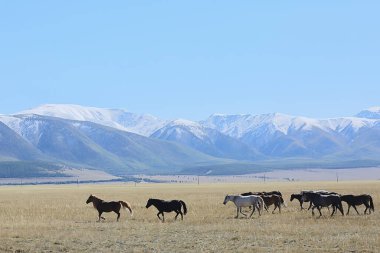 Altai dağ manzarası, panorama sonbahar manzarası arka plan, sonbahar doğa manzarası