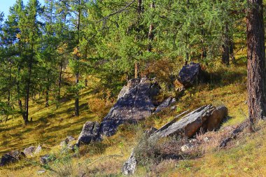 Orman arka planındaki yaz manzarası doğa yaz mevsimi manzarası ağaçları