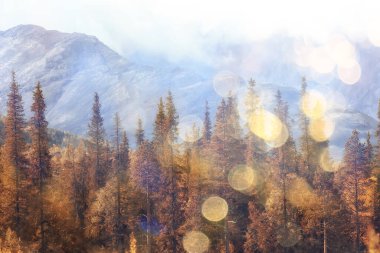 Sonbahar ormanı dağları manzara ağaçları, doğa sarı mevsim