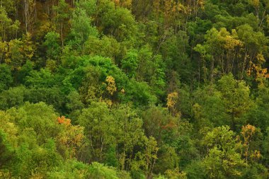 Sonbahar ormanının soyut arkaplan dokusu, sarı ağaçlar desenli manzara