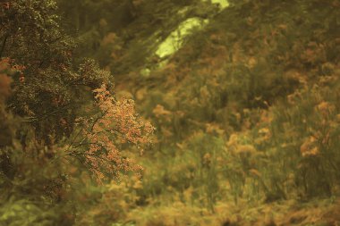 Sonbahar ormanının soyut arkaplan dokusu, sarı ağaçlar desenli manzara