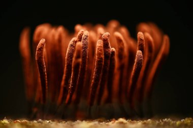 plasmodium küf mantarları, mikroskop yakın çekim küçük yaşam, ormanda alışılmadık mantar kalıpları