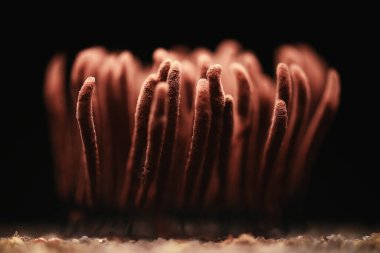 plasmodium küf mantarları, mikroskop yakın çekim küçük yaşam, ormanda alışılmadık mantar kalıpları