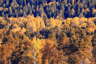 Sonbahar orman manzarası, soyut arkaplan ekim manzarası sarı ağaçlar, sonbahar doğası