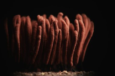 plasmodium küf mantarları, mikroskop yakın çekim küçük yaşam, ormanda alışılmadık mantar kalıpları