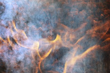 Orman yangını arka plan manzarası, ormandaki yangın ve duman, kuraklık ağaçları yanıyor.