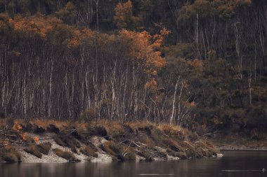 manzara, sonbahar manzarası ağaçları ve orman nehri ve göl, doğa manzarası arka plan