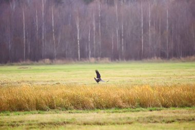 Sonbahar taiga orman manzarası, doğa manzarası dağlara düşüyor.